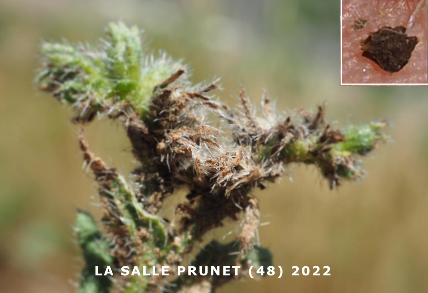 Bugloss, Field fruit